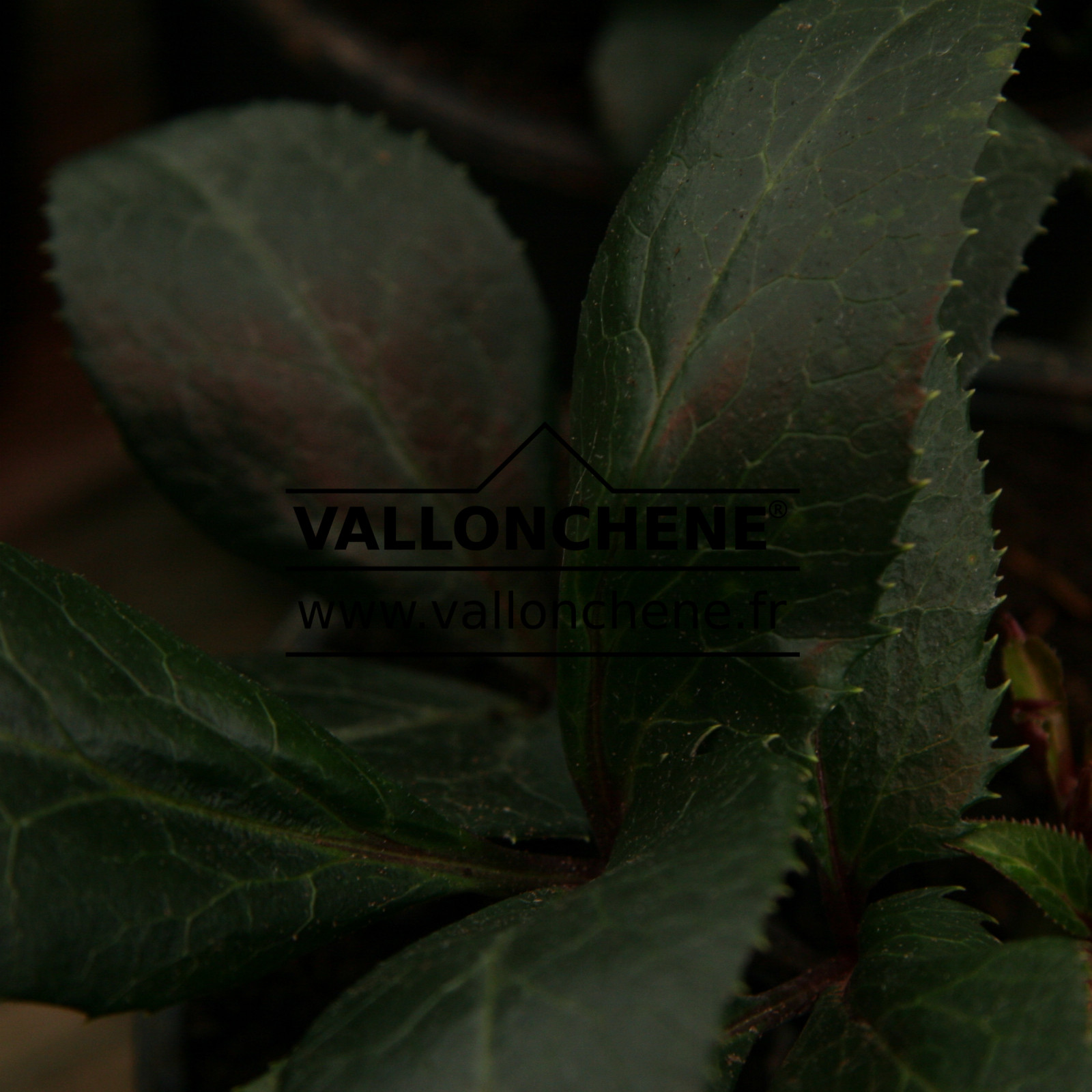 HELLEBORUS x sternii 'Ashwood Selection' en Janvier