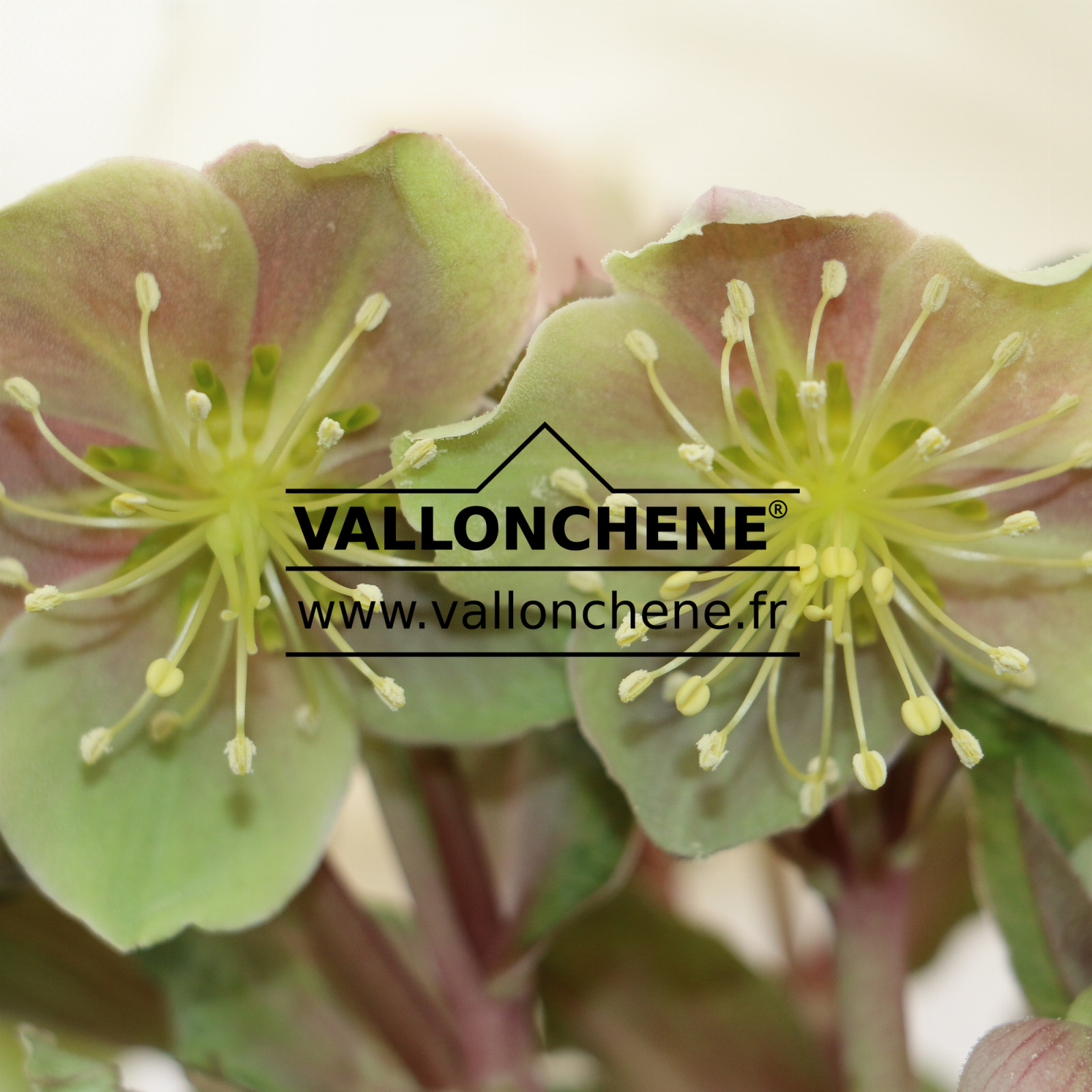 HELLEBORUS x sternii ‚Ashwood Selection‘ en Février