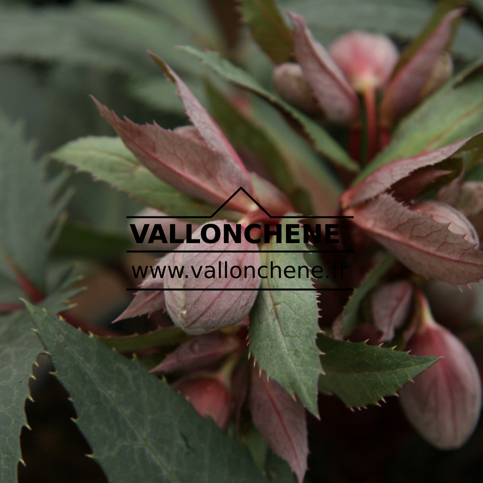 HELLEBORUS x sternii 'Boughton Beauty' en Janvier