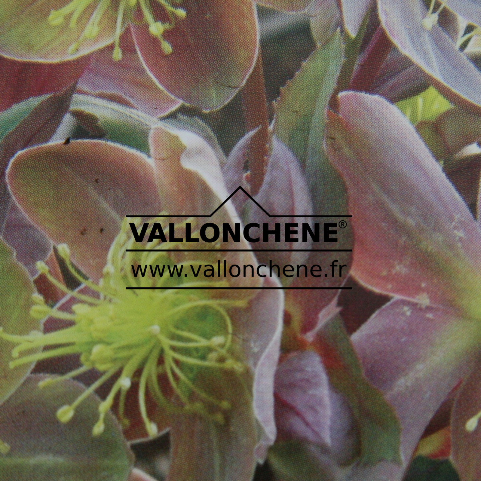 HELLEBORUS x sternii 'Boughton Beauty' en Janvier