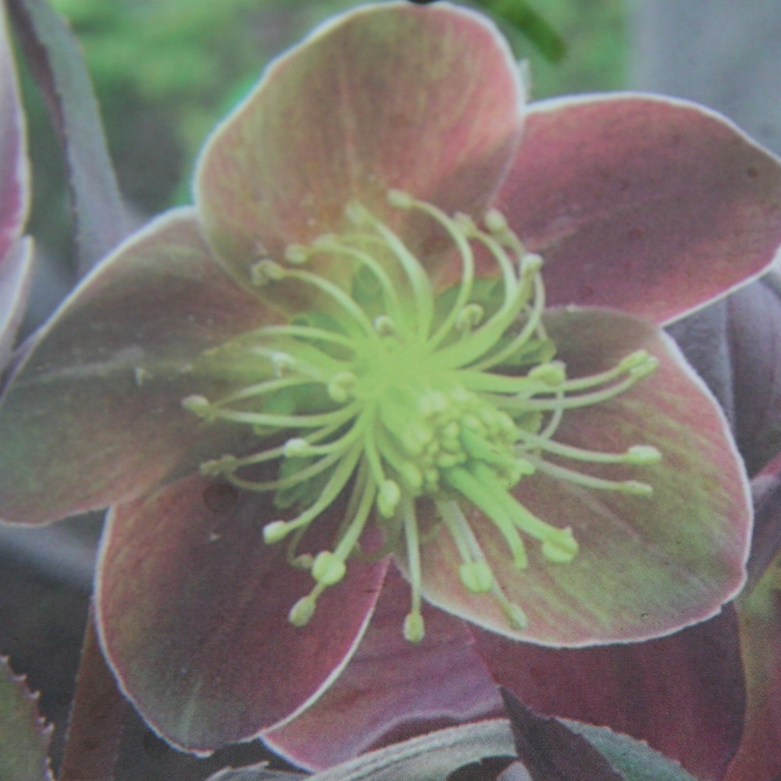 HELLEBORUS x sternii ‘Flame’ en Janvier