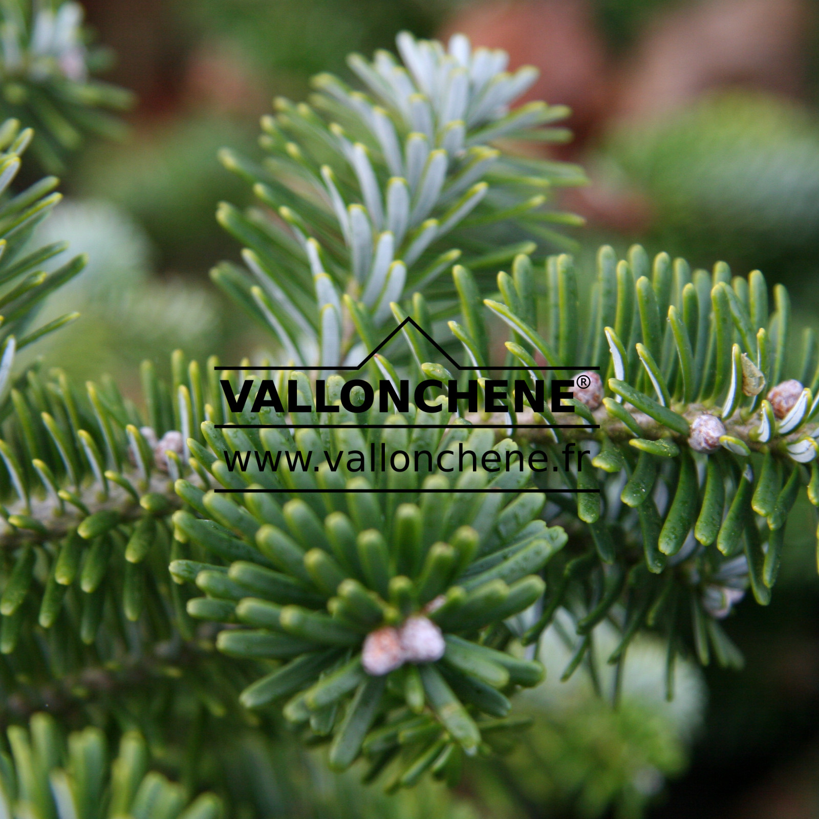 ABIES koreana ‘Tundra’ en Novembre