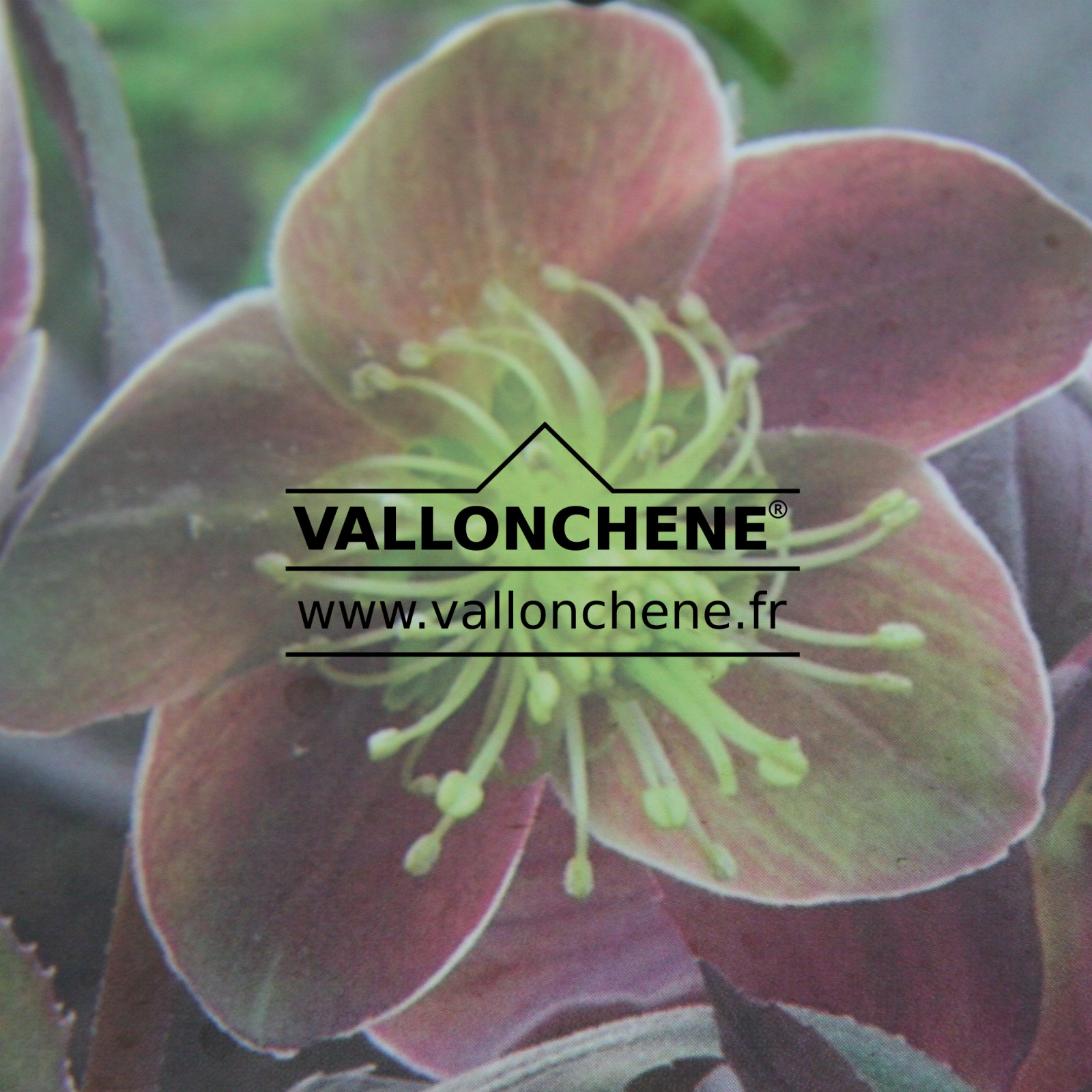 HELLEBORUS x sternii ‘Flame’ en Janvier