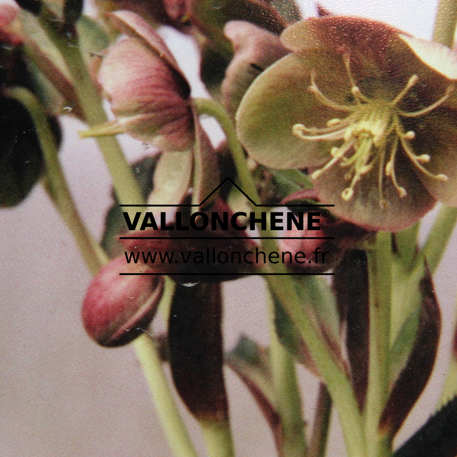HELLEBORUS x sternii ‘Sélection’