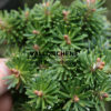ABIES koreana 'Wellenseind' en Mars