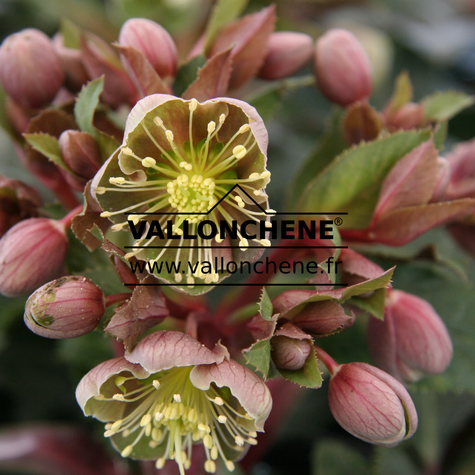 HELLEBORUS x sternii ‚Tom‘ en Janvier