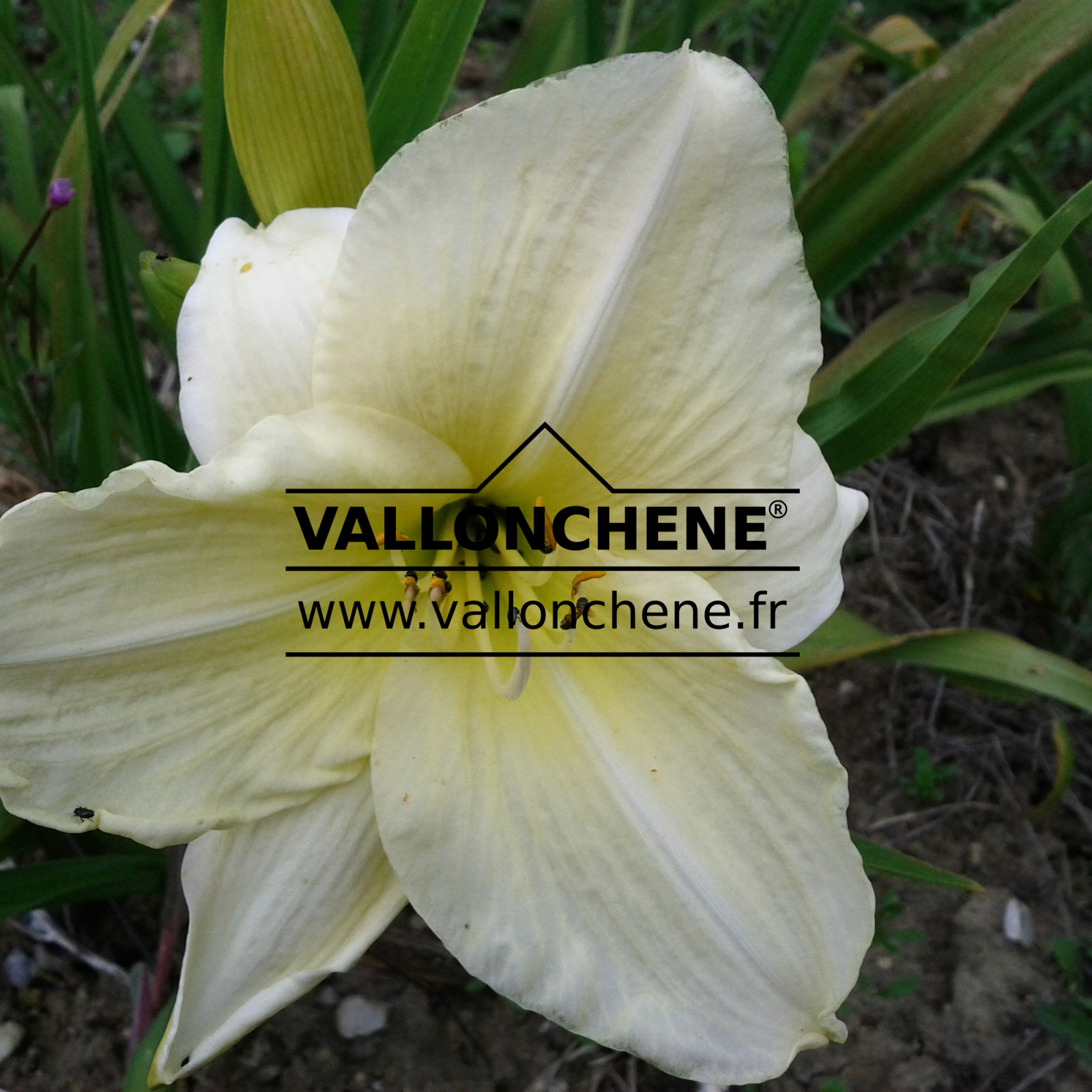 HEMEROCALLIS ‘Arctic Snow’