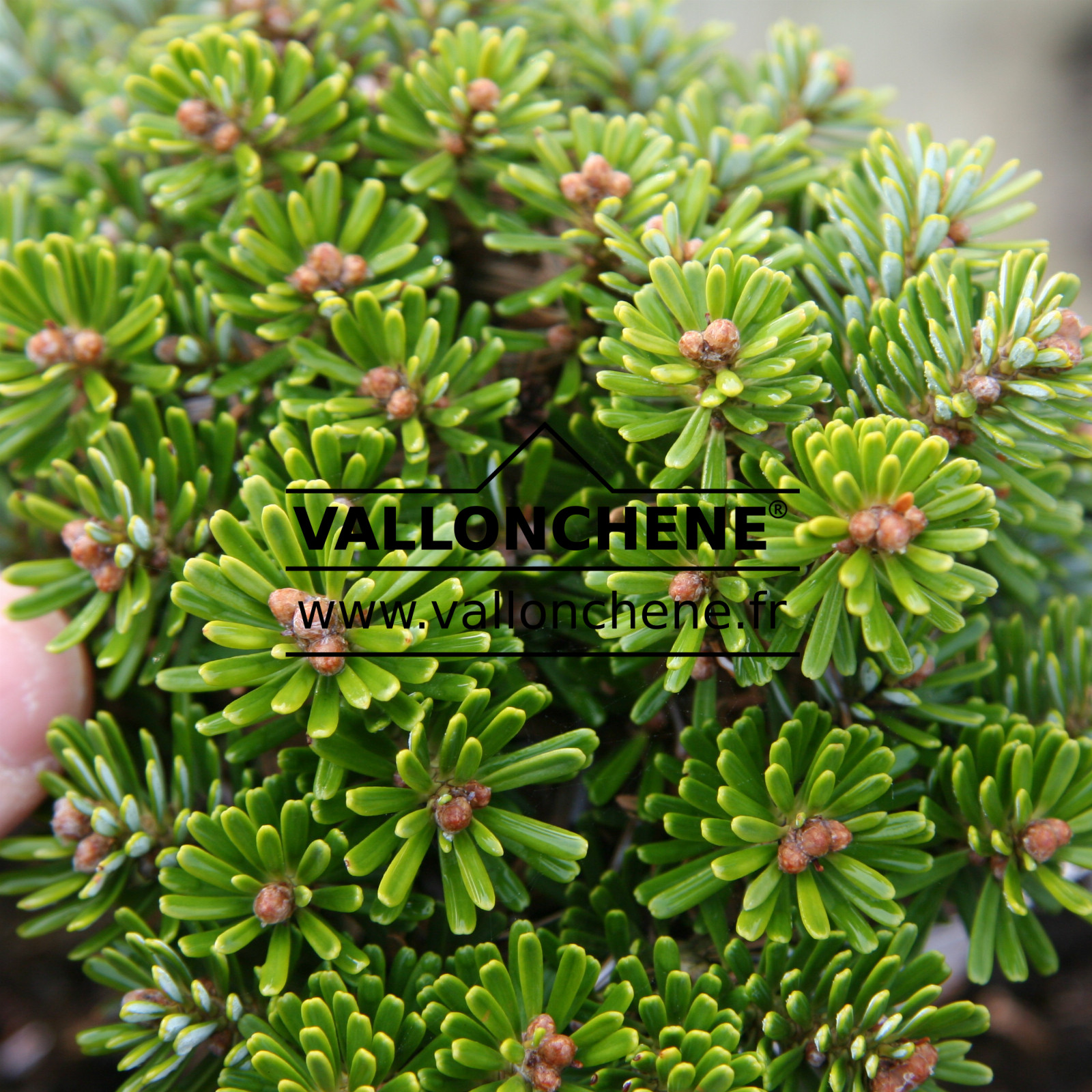 ABIES koreana ‚Wellenseind‘ en Mars