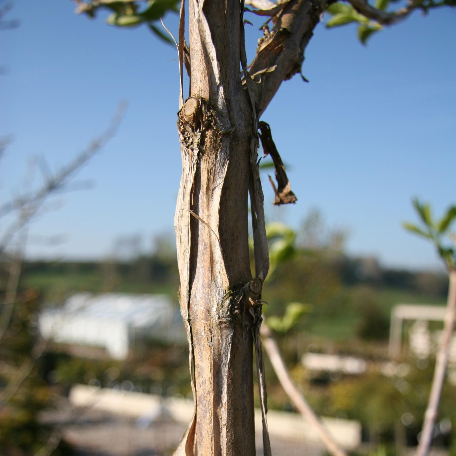 HEPTACODIUM miconioides en Avril