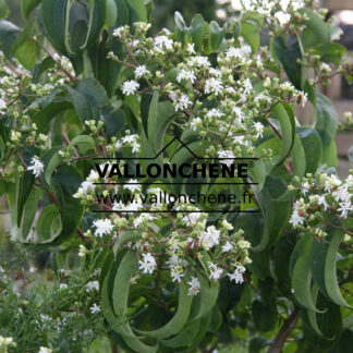 Fleurs blanches de l'HEPTACODIUM miconioides