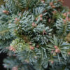 ABIES lasiocarpa ‘Alpine Beauty’ en Janvier