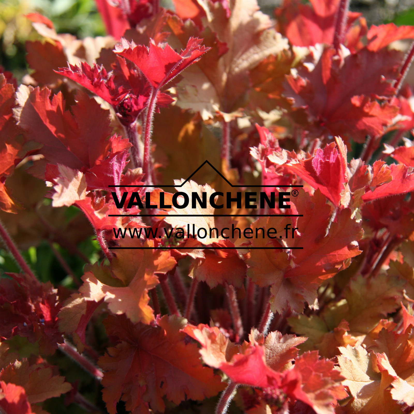 HEUCHERA ‚Peach Flambe‘ en Avril