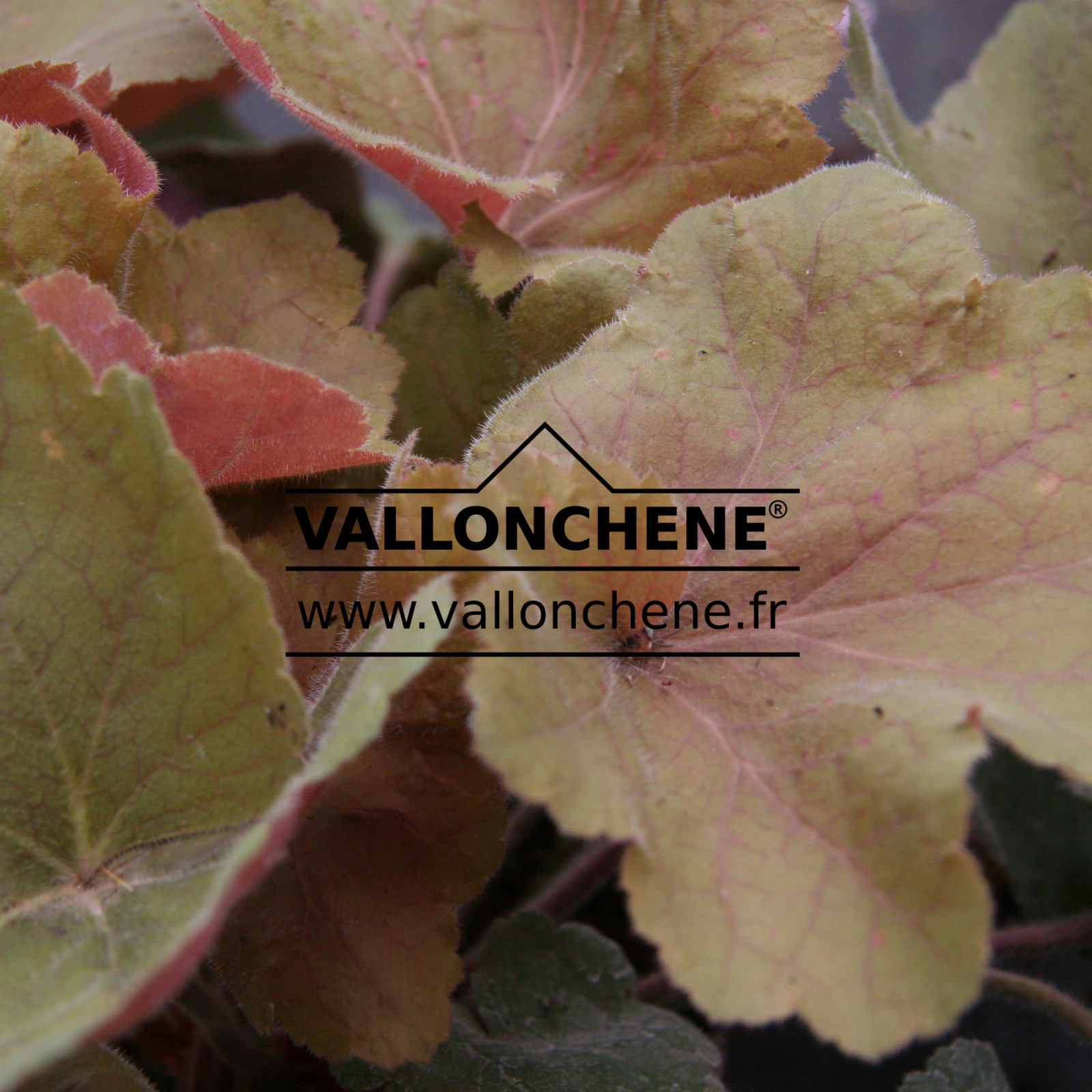 HEUCHERA ‘Southern Comfort’