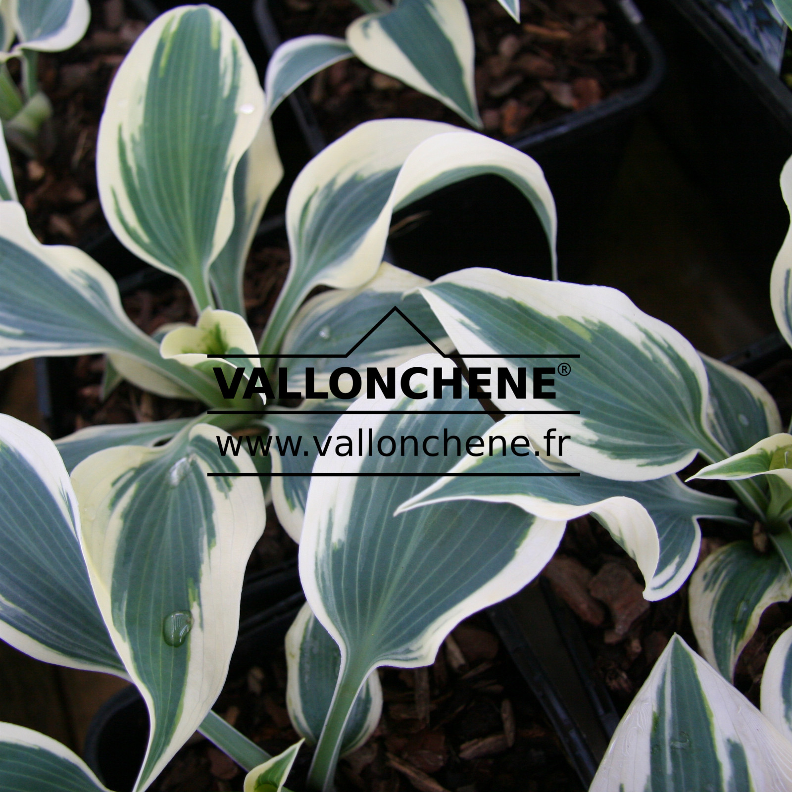 HOSTA ‘Blue Ivory’ en Avril