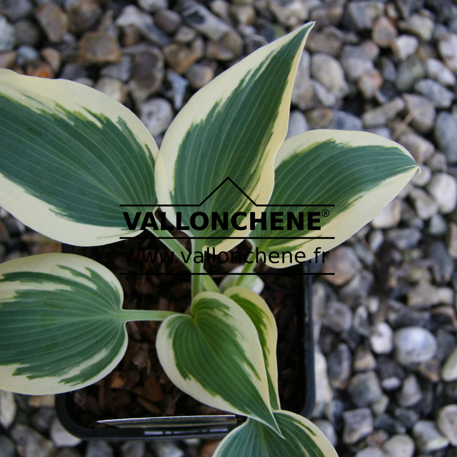 HOSTA ‘Blue Ivory’ en Avril
