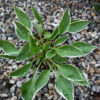 HOSTA ‘Cheesecake’ en Avril