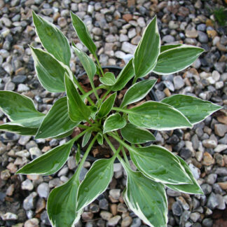 HOSTA 'Cheesecake' en Avril