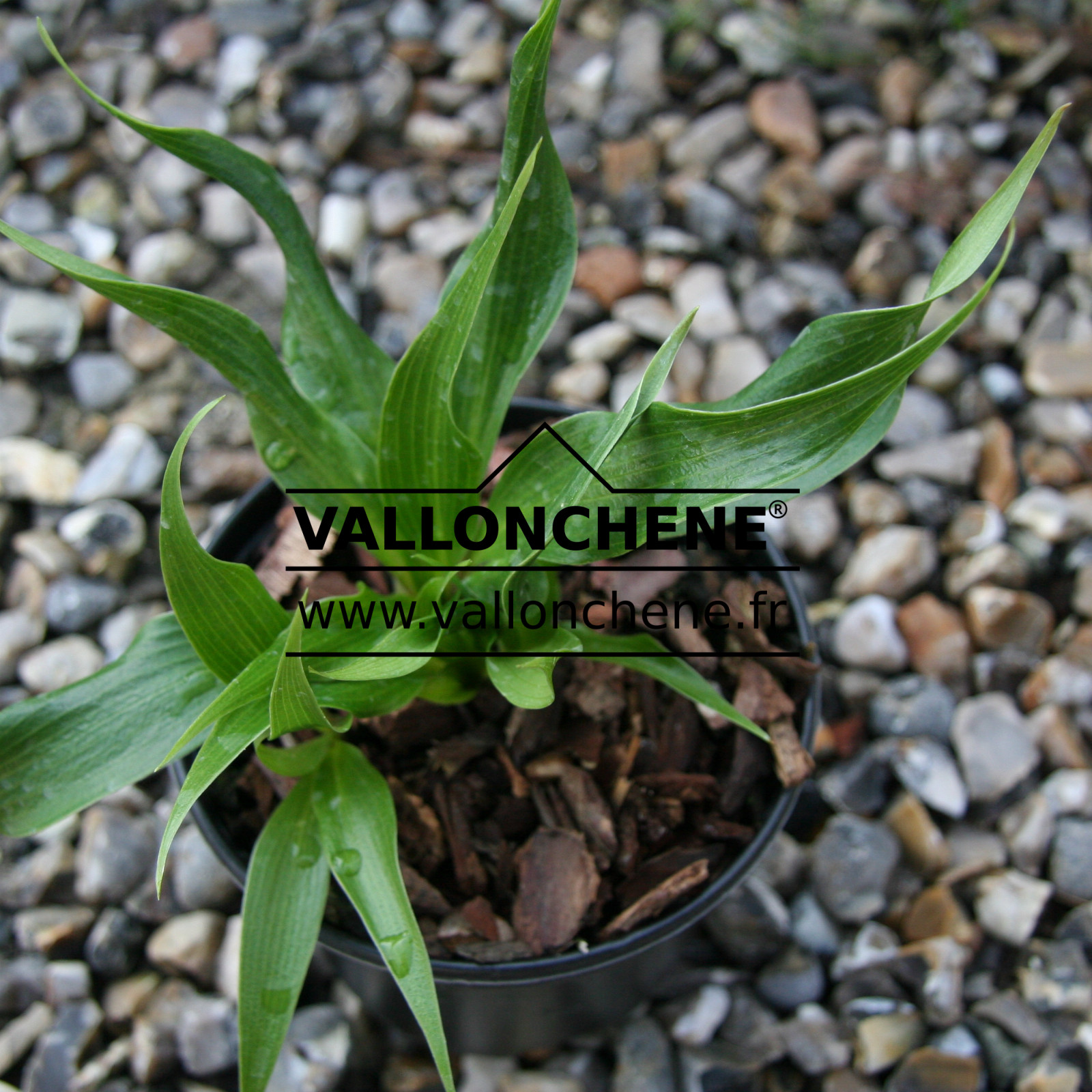 HOSTA ‘Corkscrew’