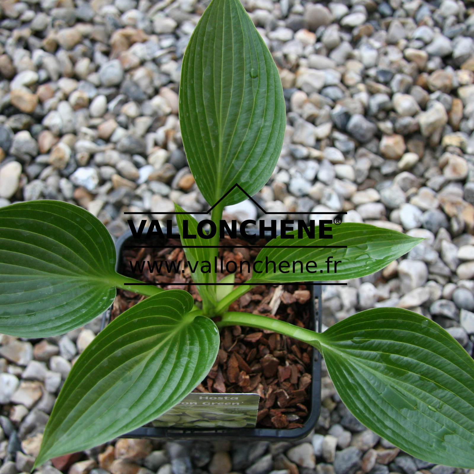 HOSTA ‚Devon Green‘ en Avril