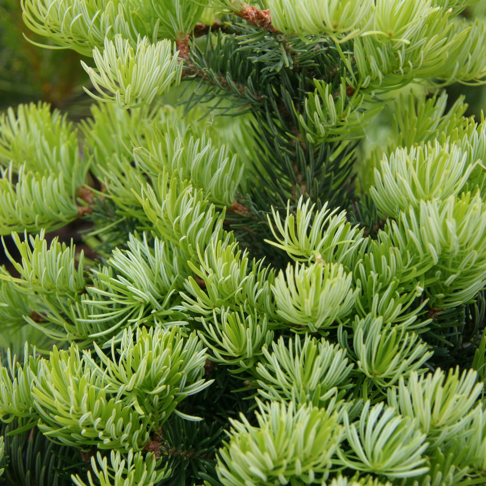 ABIES cephalonica ‚Greg’s Broom‘ en Avril