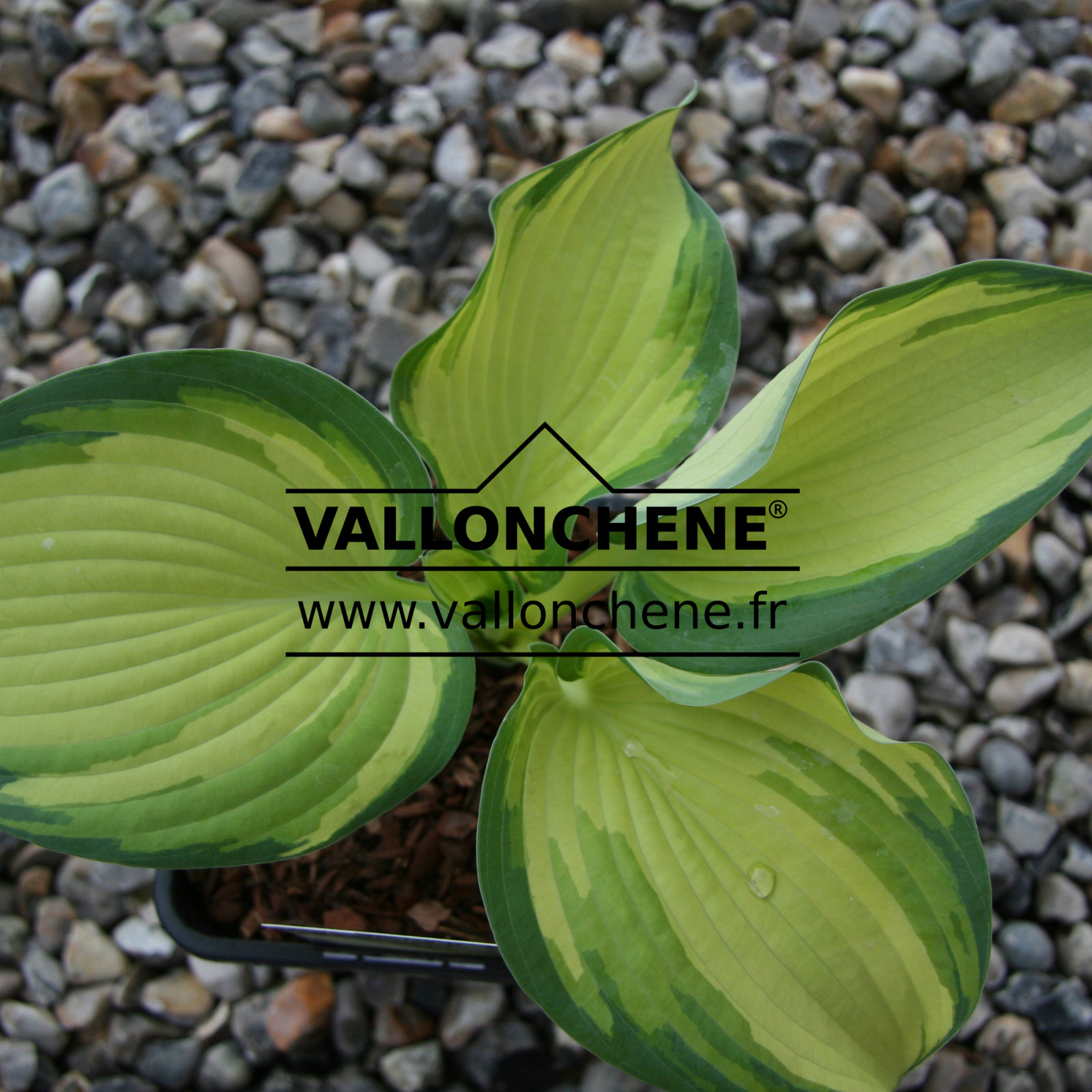 HOSTA ‘Eskimo Pie’