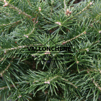 ABIES lasiocarpa 'Green Globe' en Octobre