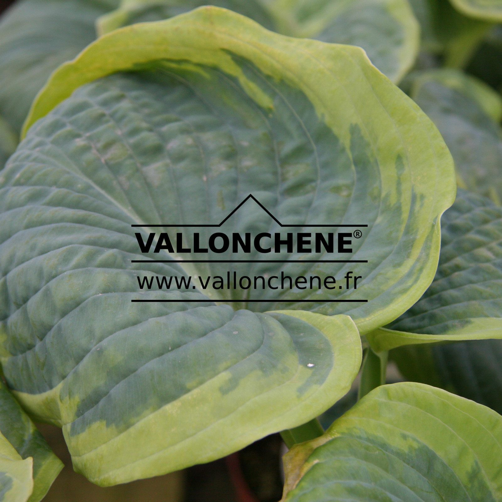 HOSTA ‚Frances Williams‘ en Mai