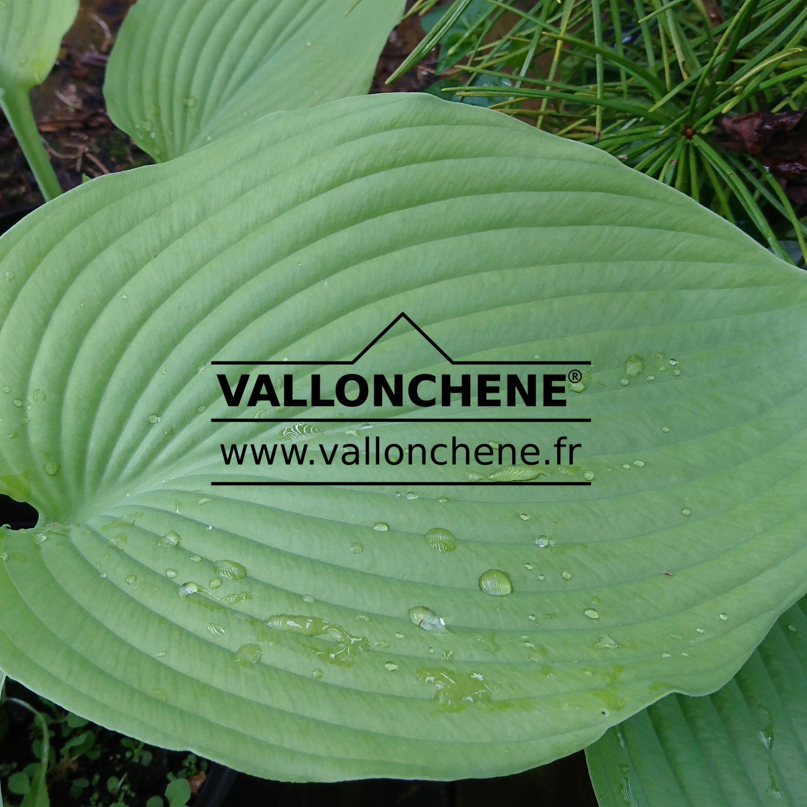 HOSTA ‘Golden Medallion’