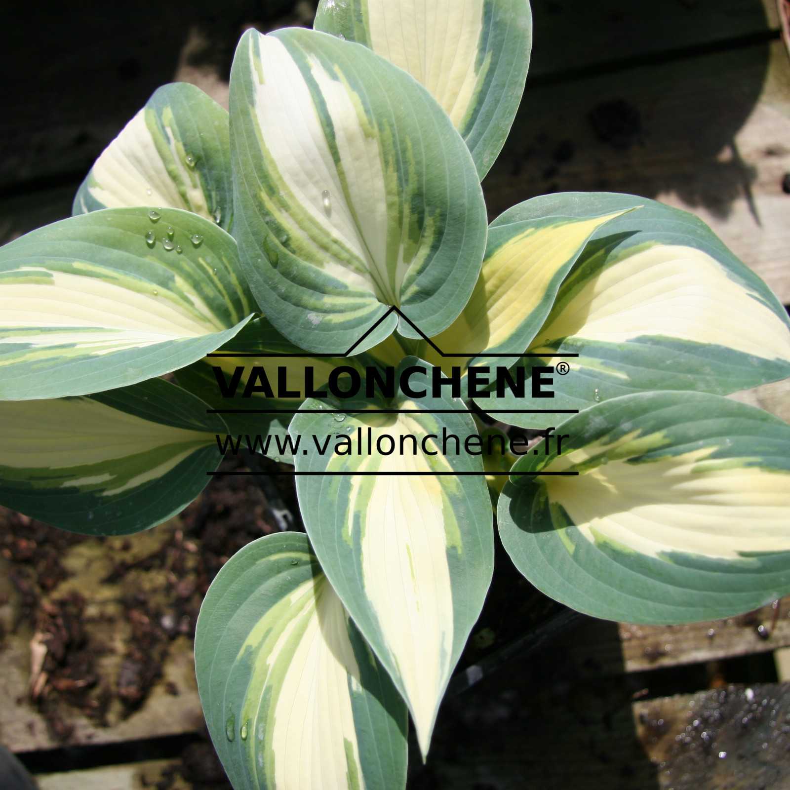 HOSTA ‚High Society‘ en Avril