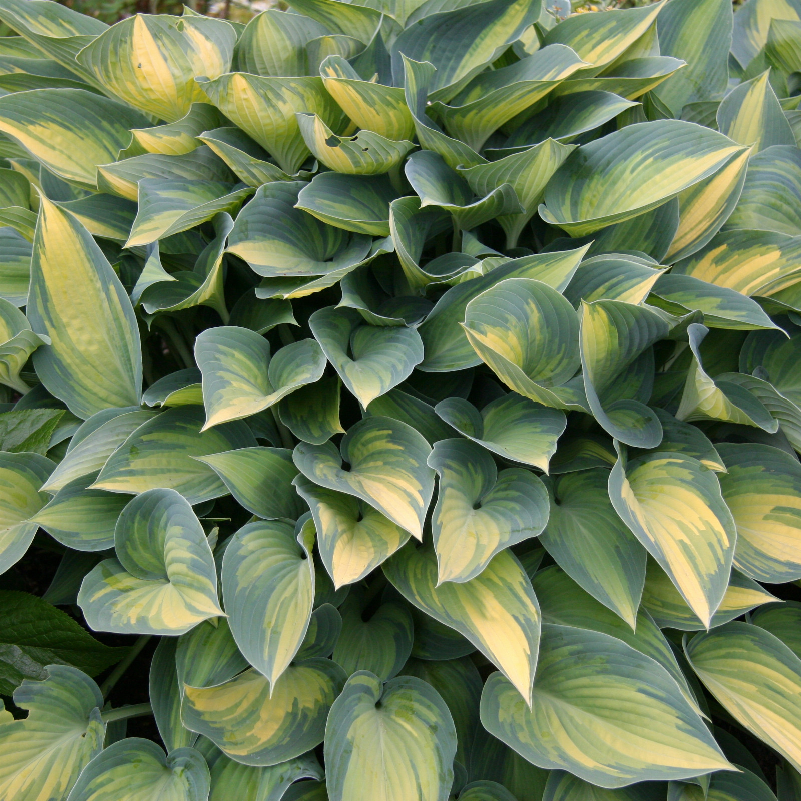 HOSTA ‚June‘ en Juin