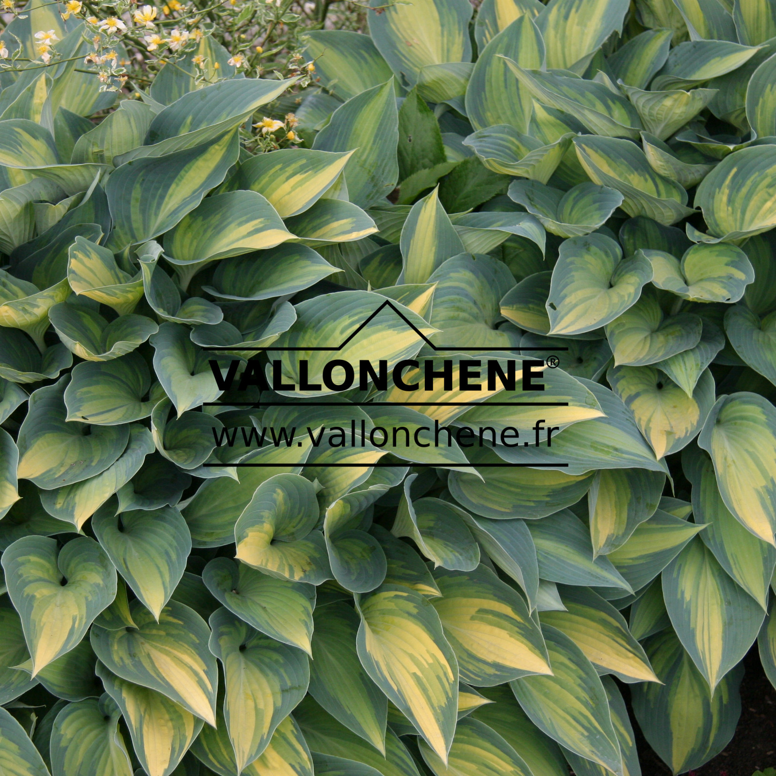 HOSTA ‚June‘ en Juin