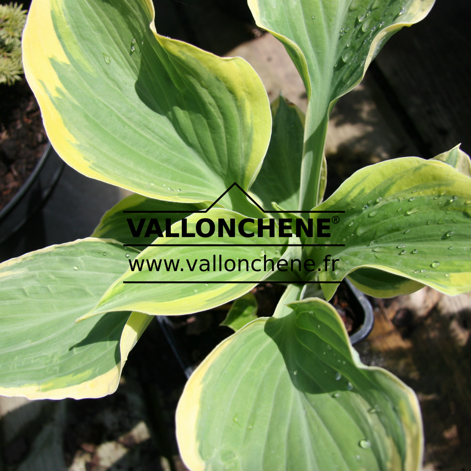 HOSTA ‘Liberty’