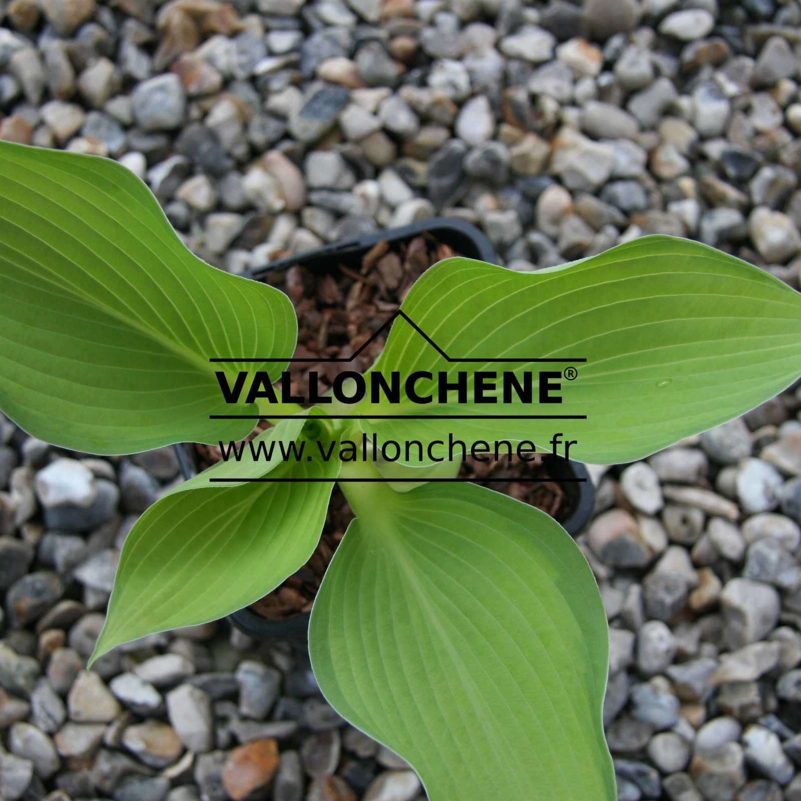 HOSTA ‘Margie’s Angel’