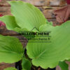HOSTA ‚Marilyn Monroe‘ en Avril