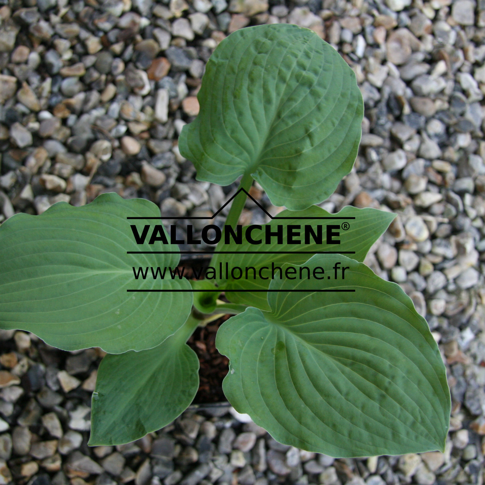 HOSTA ‘Metallica’