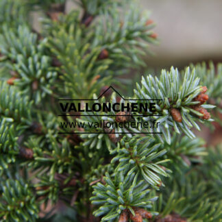 ABIES lasiocarpa 'Prickly Pete' en Novembre