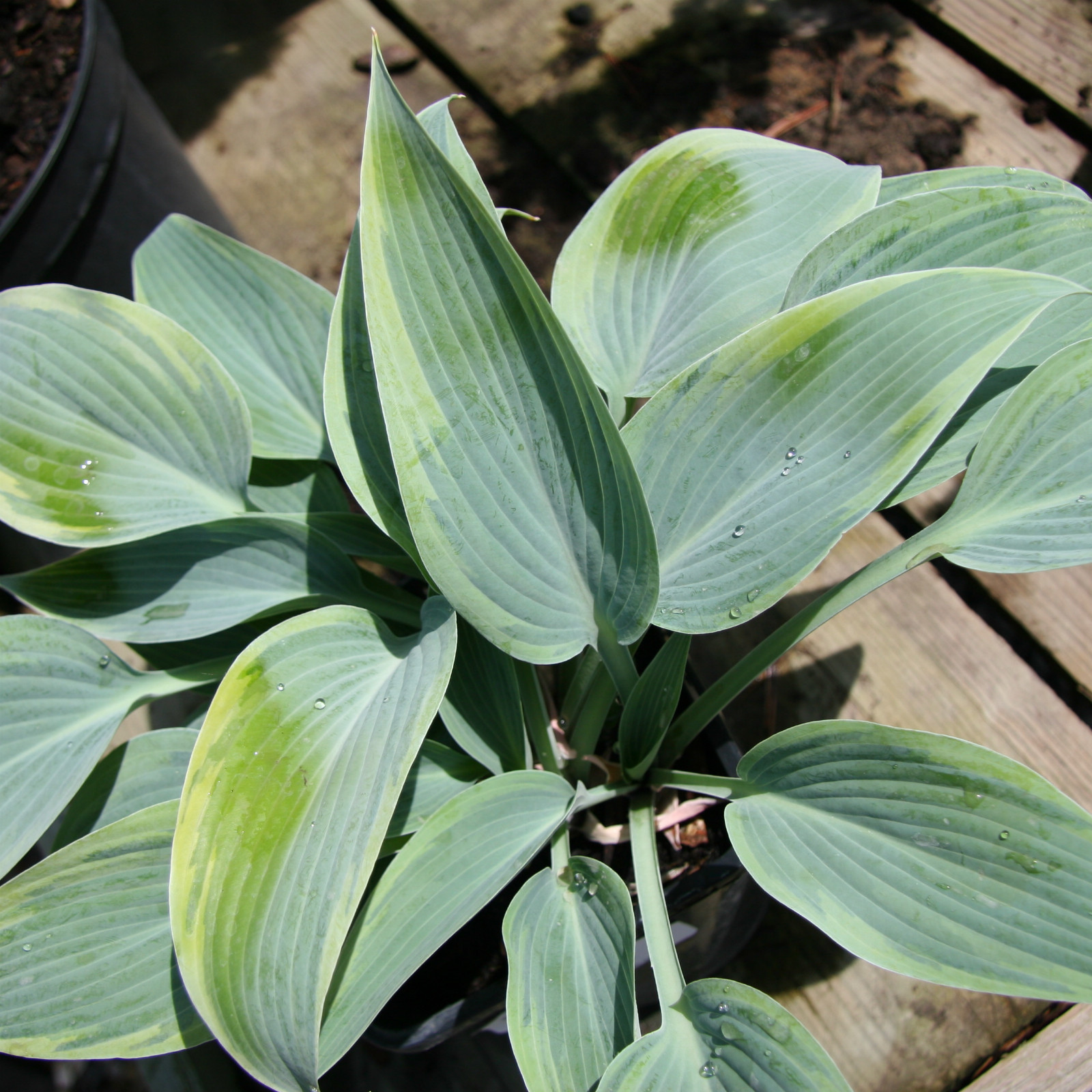 HOSTA ‘Mourning Dove’ en Avril