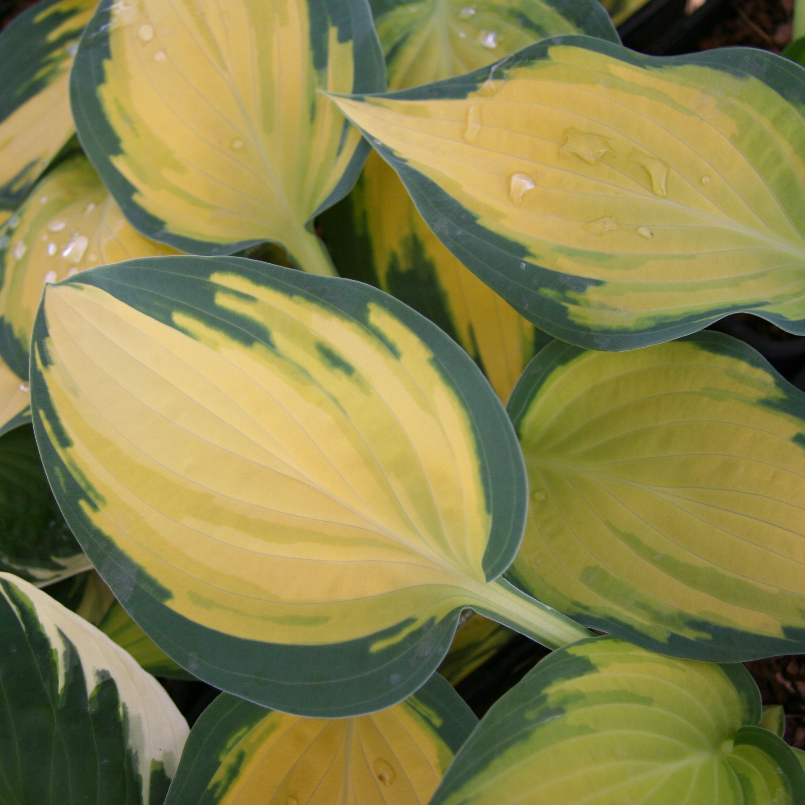 HOSTA ‚Orange Marmelade‘ en Avril