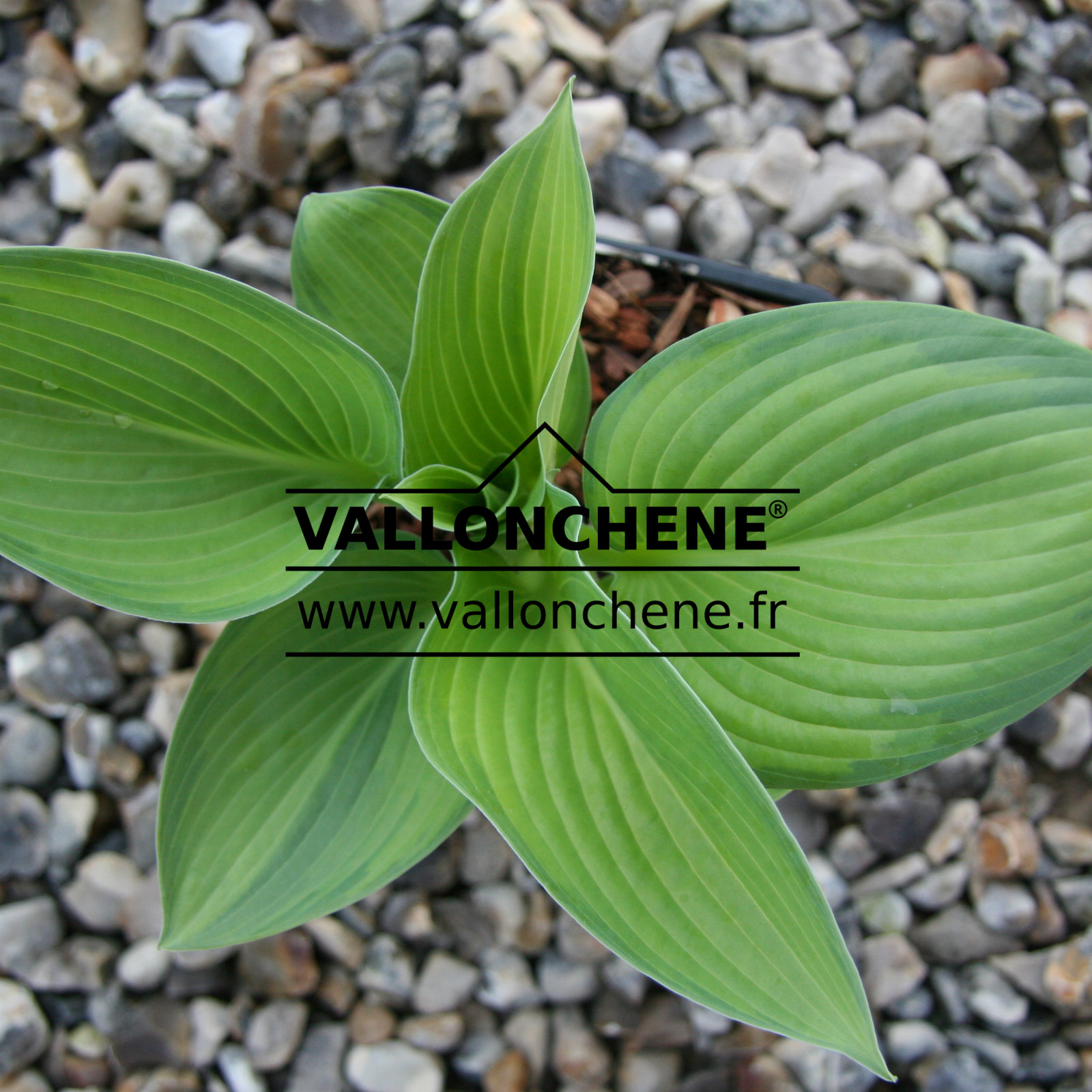 HOSTA ‘Paradigm’