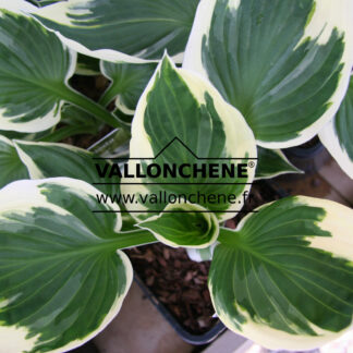 HOSTA 'Patriot' en Avril