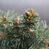ABIES lasiocarpa ‘Prickly Pete’ en Janvier