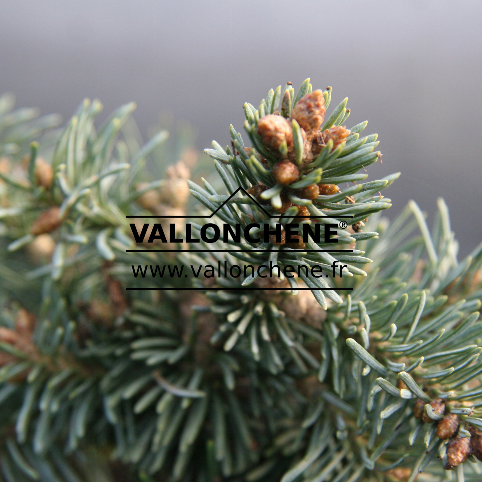 ABIES lasiocarpa ‘Prickly Pete’ en Janvier