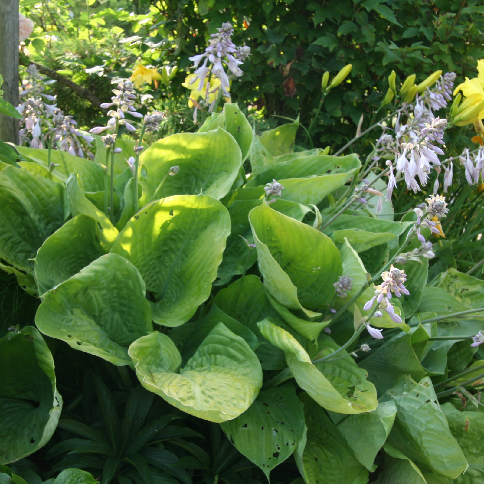 HOSTA ‚Sum and Substance‘ en Juillet