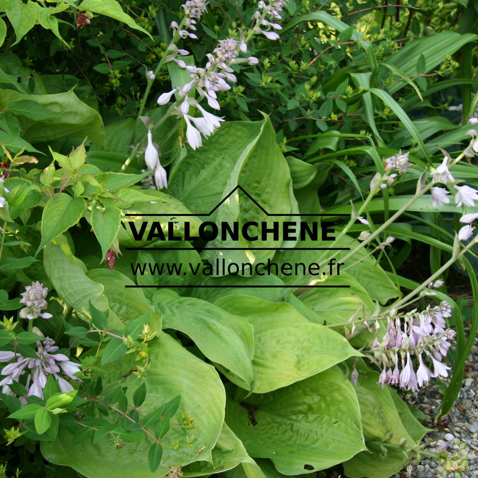 HOSTA ‘Sum and Substance’ en Juillet