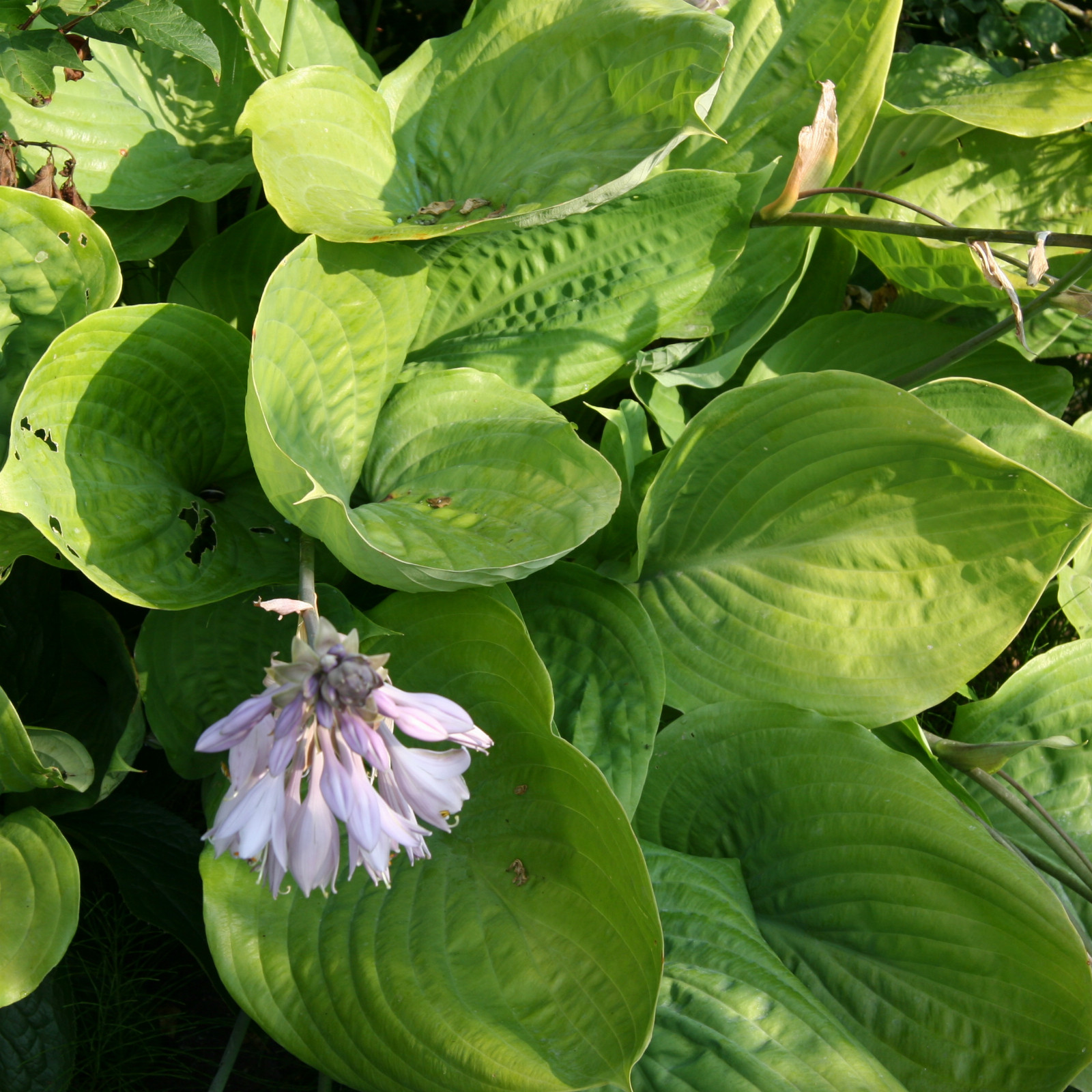 HOSTA 'Sum and Substance' en Juillet