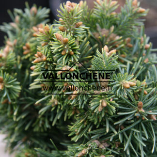 ABIES lasiocarpa 'W.B. Sdl. Beano Broom' en Mars