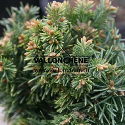 ABIES lasiocarpa 'W.B. Sdl. Beano Broom' en Mars