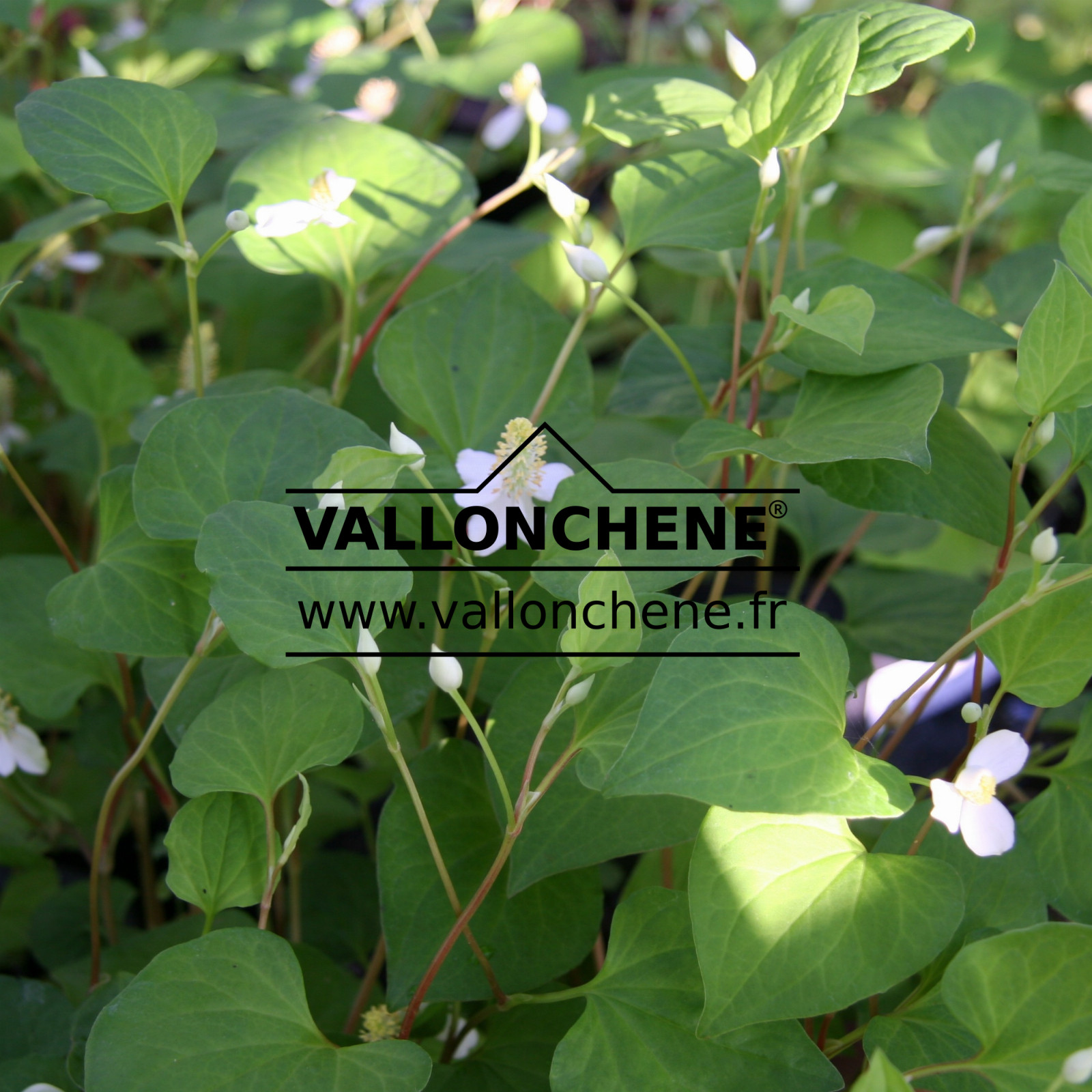 HOUTTUYNIA cordata en Juillet