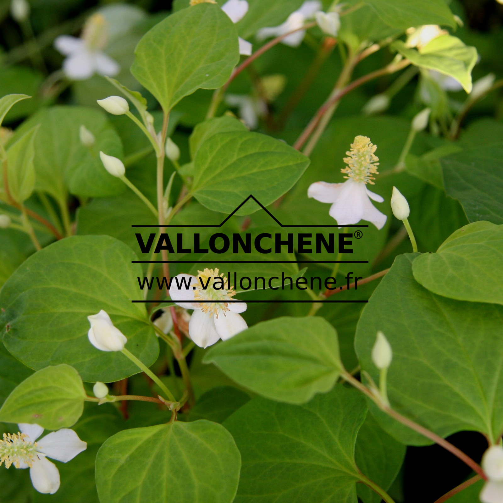 HOUTTUYNIA cordata en Juillet