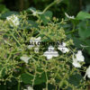 HYDRANGEA anomala petiolaris en Juillet